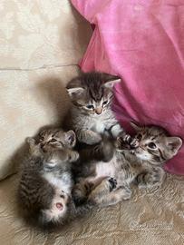 Gattini
