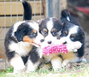 Miniature american shepherd