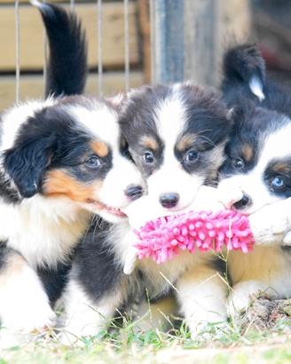 Miniature american shepherd