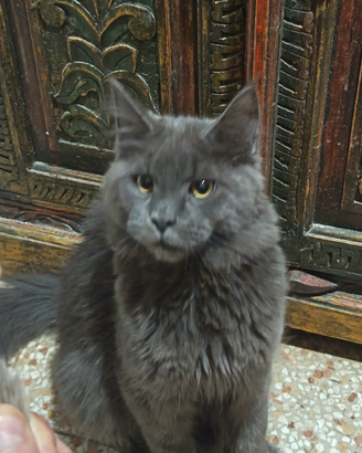 Maine Coon Blu Solid Pedigree