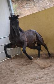 Puledro spagnolo - documento Ancce