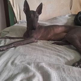 Xoloitzcuintle maschio
