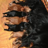 Cavalier King Charles Spaniel black and tan o ruby