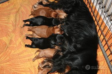 Cavalier King Charles Spaniel black and tan o ruby