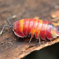 Ardentiella Scarlet (ex Merulanella)
