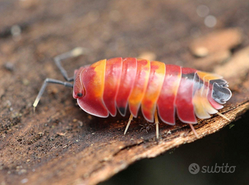 Ardentiella Scarlet (ex Merulanella)
