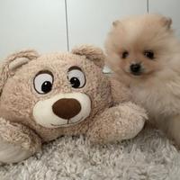 Spitz tedesco volpino nano