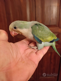 Pulli parrocchetto monaco mutati