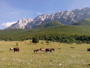 Casa indipendente con 2 cantine a Secinaro (AQ)