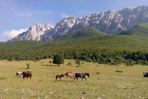 Casa indipendente con 2 cantine a Secinaro (AQ)