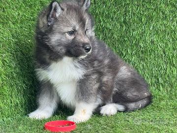 Husky
