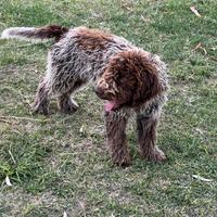 Lagotto romagnolo con pedigree