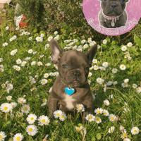 Cuccioli Bulldog francese esotico blu