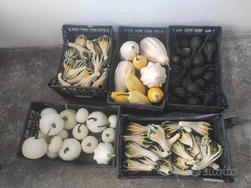 zucche ornamentali