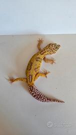 Geco leopardino