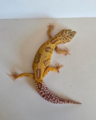 Geco leopardino