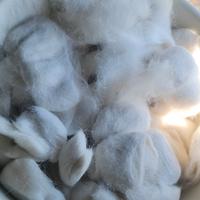 Lana di pelo di gatto

siberiano con pedegree