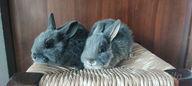 Conigli nani testa di leone