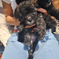 Barboncino nano /toy