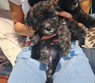 Barboncino nano /toy