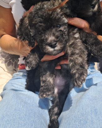 Barboncino nano /toy