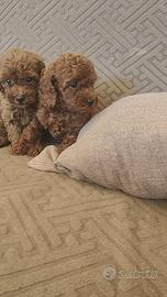 Cuccioli di barboncino toy