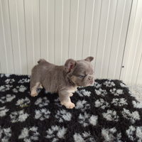 Cuccioli bulldog francese lilac tan