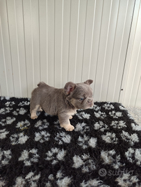 Cuccioli bulldog francese lilac tan