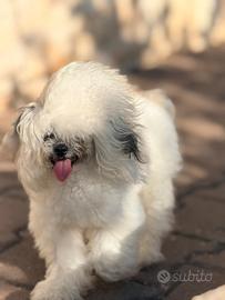 Barboncino femmina Teacup asiatica 9 mesi Cina