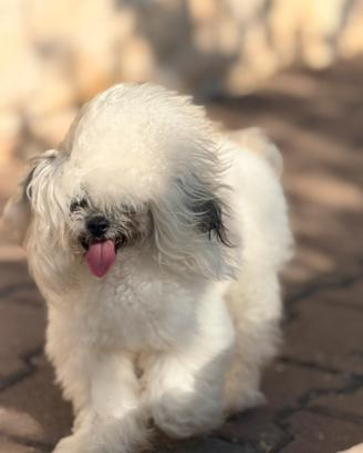 Barboncino femmina Teacup asiatica 9 mesi Cina