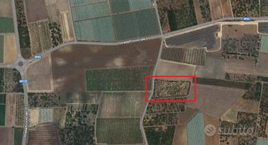 Terreno agricolo mq 9.000