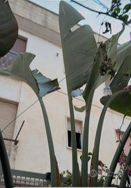 Piante - Pianta del Banano