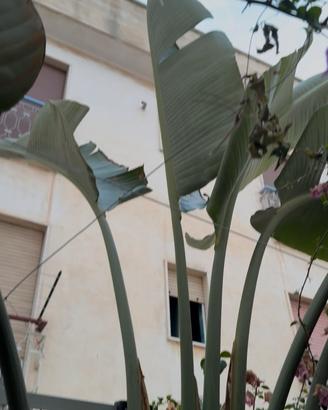 Piante - Pianta del Banano