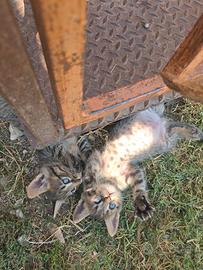 Cuccioli di Maine Coon e meticcio