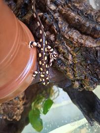 Tritoni Neurergus Crocatus