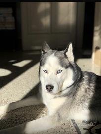 Husky maschio