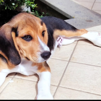 Affido cucciolo di cane Beagle