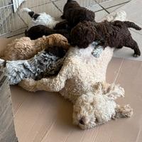 Lagotto romagnolo