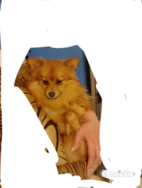 Volpino di pomerania