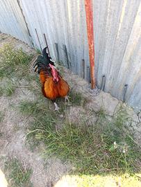 Gallo peruviano