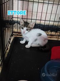 Ettore gattino di 3 mesi