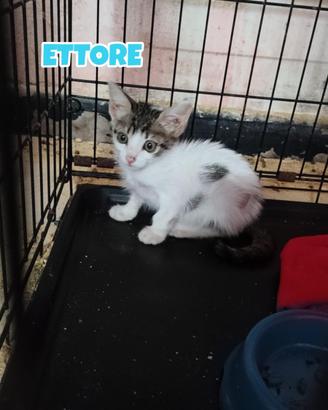 Ettore gattino di 3 mesi
