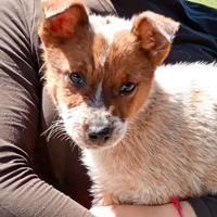 Australian cattle dog