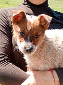 Australian cattle dog