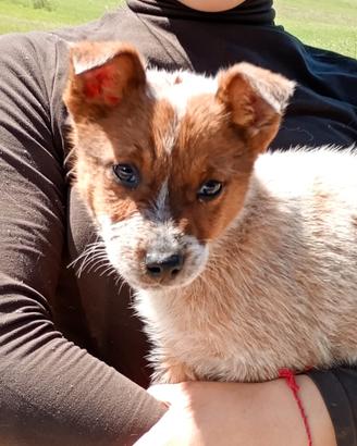 Australian cattle dog
