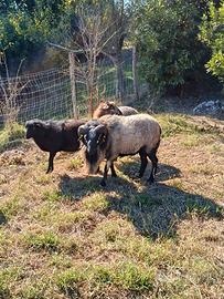 Pecora nana d' Oussaint + maschio