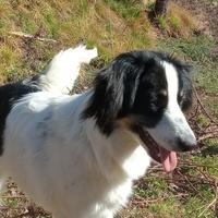 Cane incrocio 4 anni