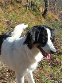 Cane incrocio 4 anni