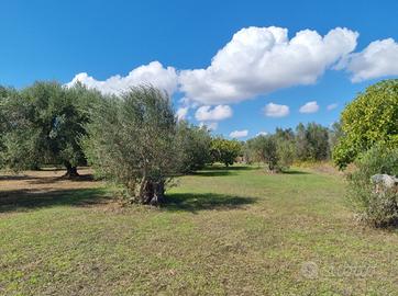 terreno agricolo
