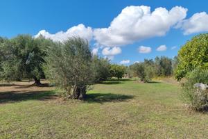 terreno agricolo